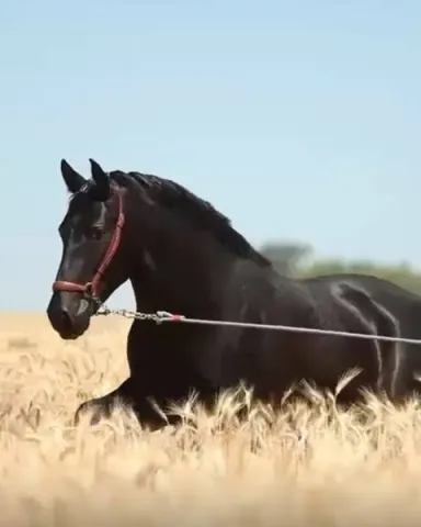 Вороной жеребец андалуз без отметин Total Black! - PRE29, фото 2