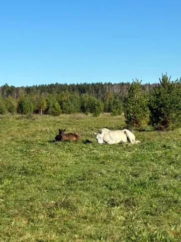 Длительный выгул, свои пастбища. Видотипичное содержание., фото 1