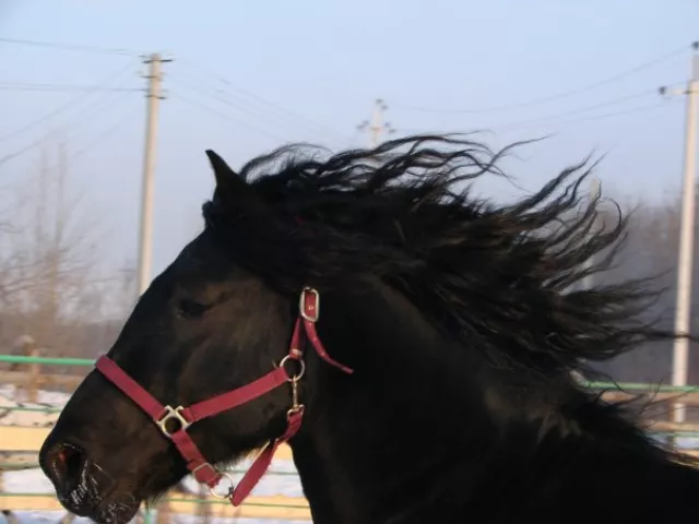 Wild horse farm, фото 3