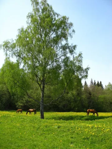 подворье ИРЭН, фото 2