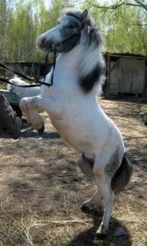 Western Horse, фото 2