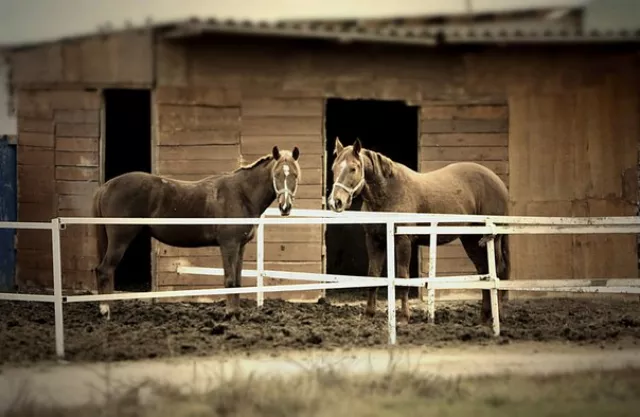 КСК "Black Horse", фото 2