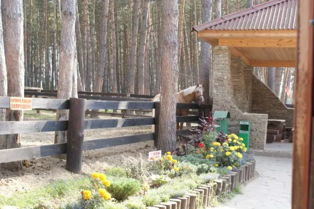 КСК "Пегас" Дракино, фото 13