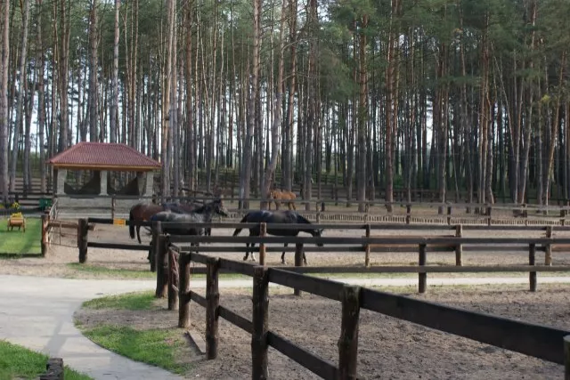 КСК "Пегас" Дракино, фото 7