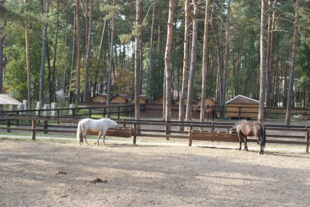 КСК "Пегас" Дракино, фото 3