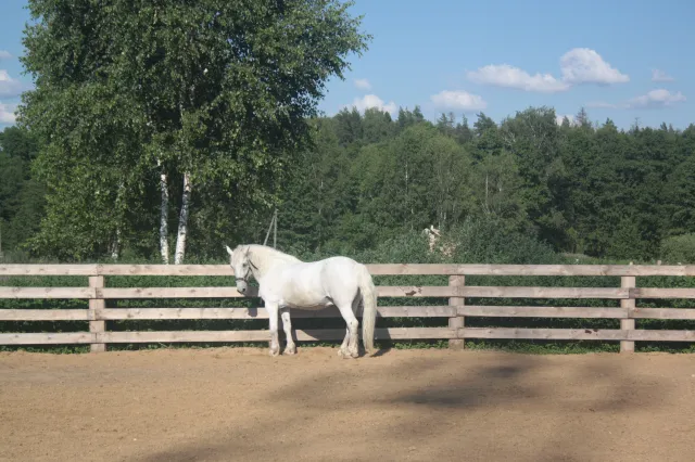 Конный клуб "ГЕНИЙ", фото 5