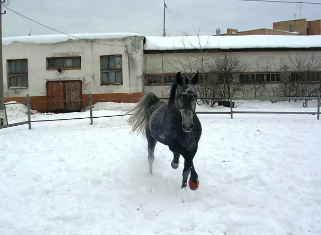 Раменский Республиканский Ипподром, фото 6