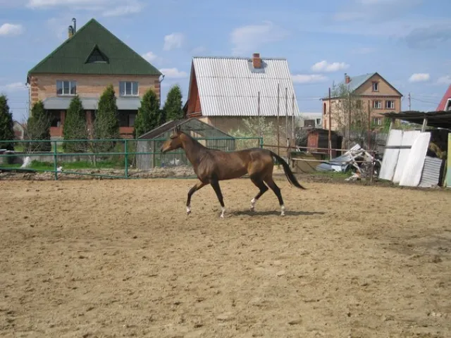 ЧК "Манёвр", фото 17