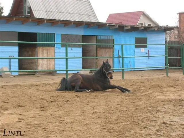 ЧК "Манёвр", фото 3