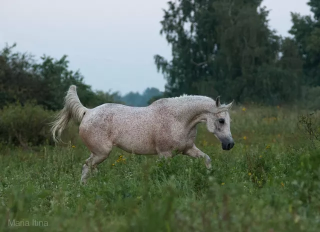 ПХ "Феникс" Арабские и миниатюрные лошади, фото 9