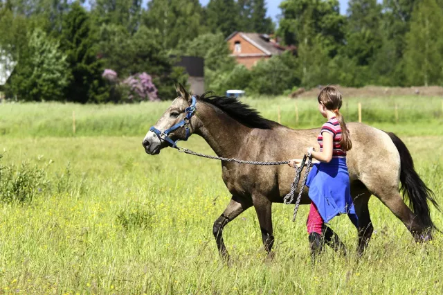Конный Клуб «Кони-Пони» Карельский Бриз, фото 1