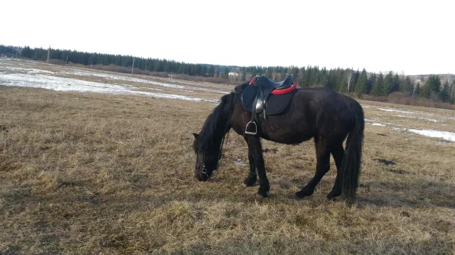 Конный двор "Gold Horse", фото 4
