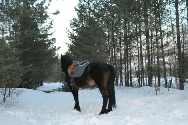 Конный двор "Gold Horse", фото 1