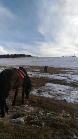 Конный двор "Gold Horse", фото 3