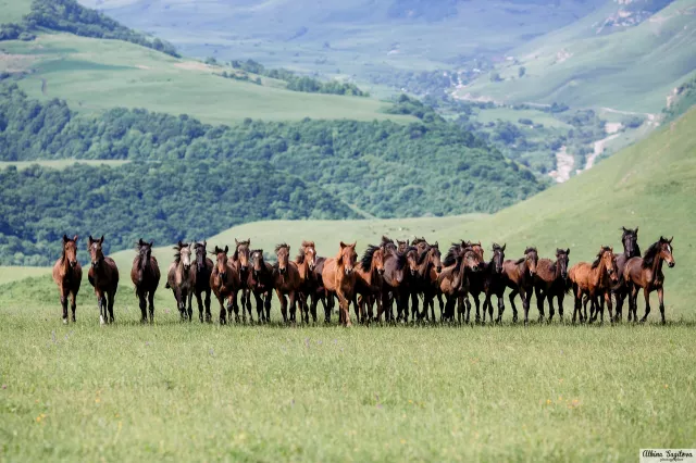 Конная база Хасана Салпагарова, фото 4