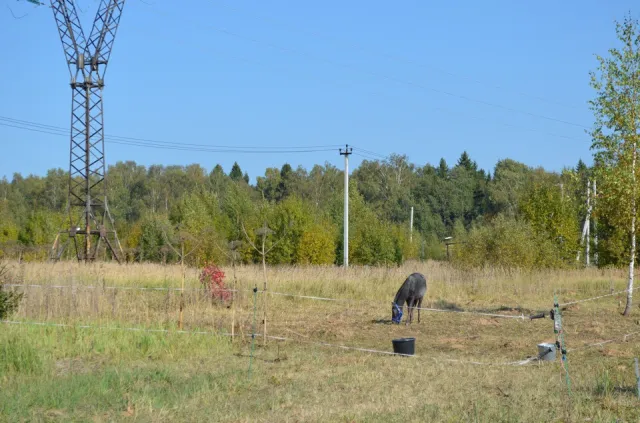 Конный клуб Gelios, фото 3