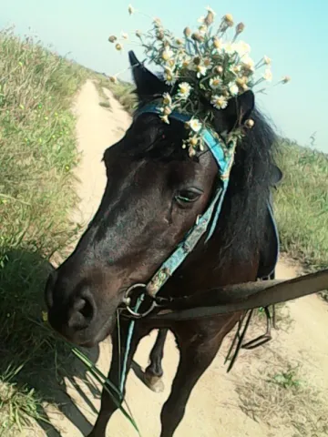Ласточка, фото 13