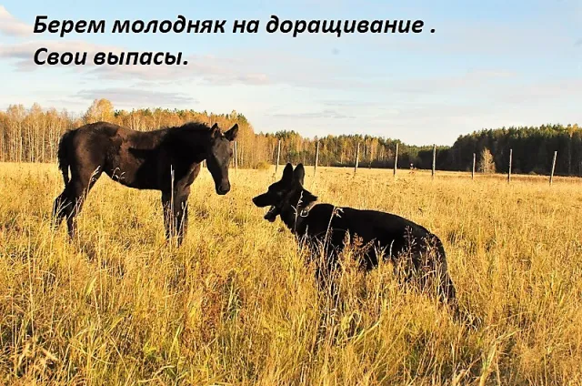 Темная Лошадка, фото 2