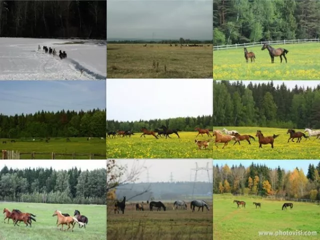 КСК Новый путь, фото 3