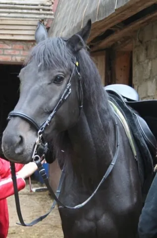Конный прокат в поля\'\'Татьяна\'\', фото 5