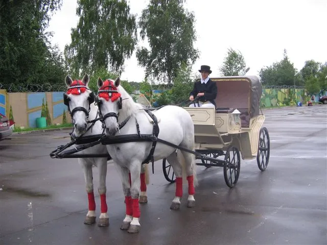 КиноКОНЬцентр, фото 3