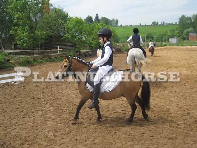platinumhorse.ru, фото 1
