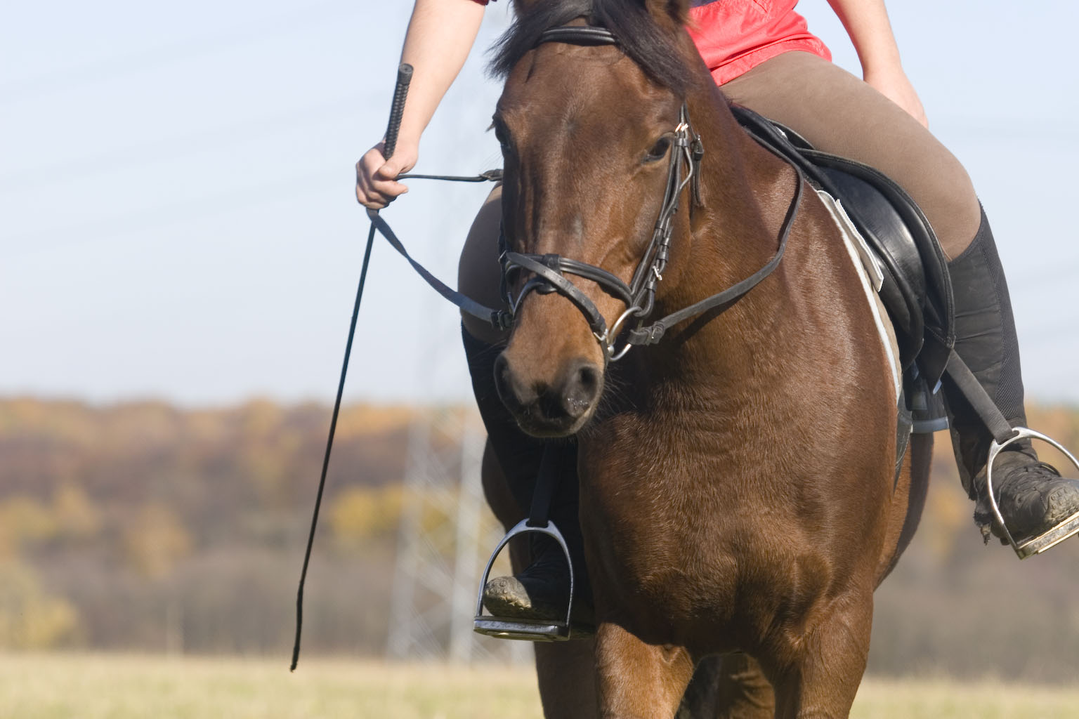 Обучение лошадей верховой езде