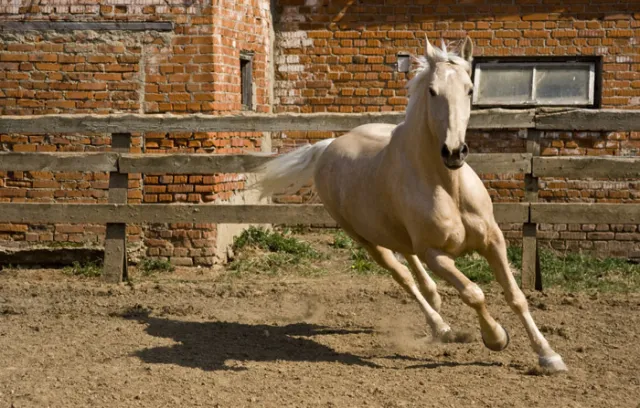 Частный конный клуб "Династия", фото 1