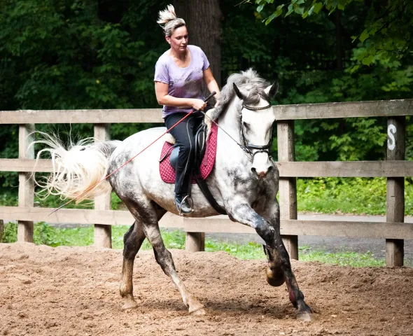 platinumhorse, фото 1