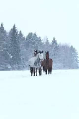 КСК   Новый Путь, фото 5