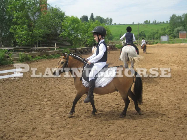 platinumhorse, фото 5