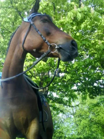 Western Horse, фото 3