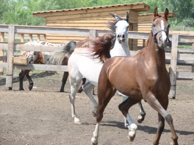 Wild horse farm, фото 4
