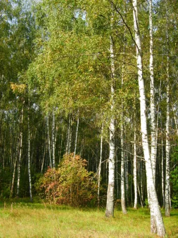 КСК "Экви Тек", фото 5