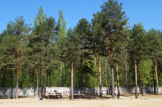 Конный клуб  "КСК "Заповедный", фото 5