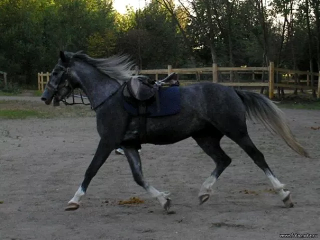 Western Horse, фото 1
