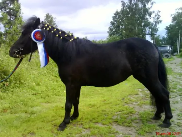 Western Horse, фото 4