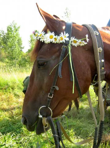 Western Horse, фото 5