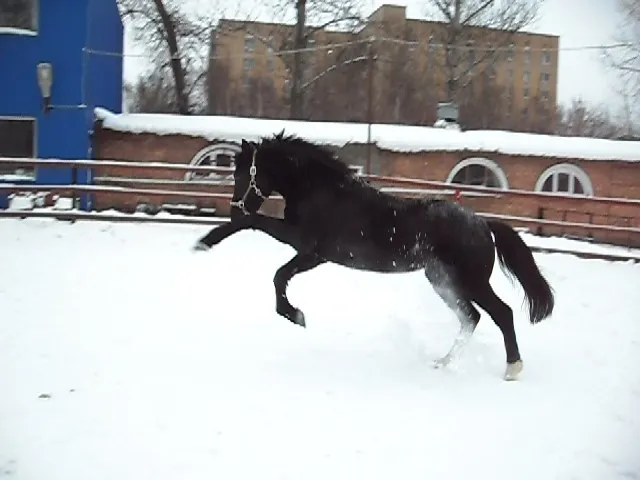 Верховая езда в Юго-Восточном округе, фото 4