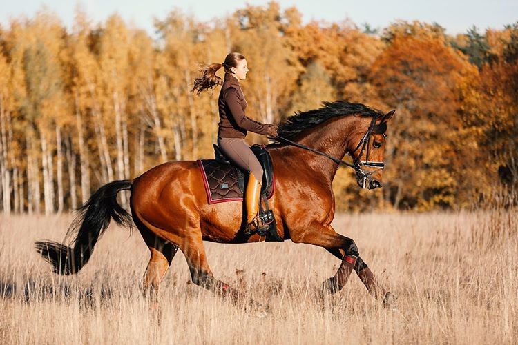 Лошадь шагает. Конный спорт галоп. Лошадь шагает галопом. Как тормозить на лошади. Галоп картинка лого.