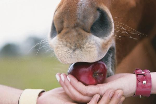 Какой витамин нужен лошади