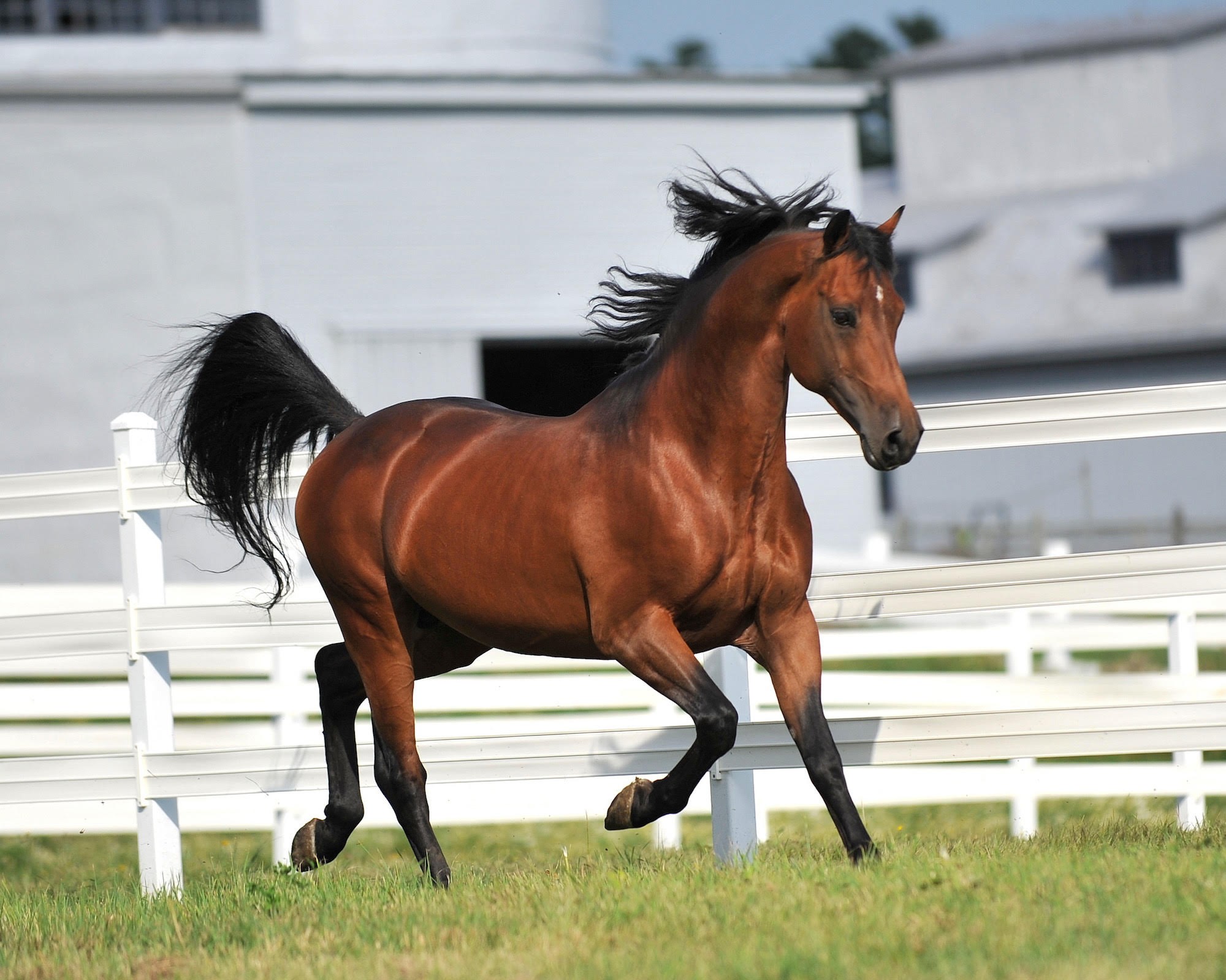 Статьи, ​Лучшие породы лошадей для начинающих всадников | Prokoni.ru