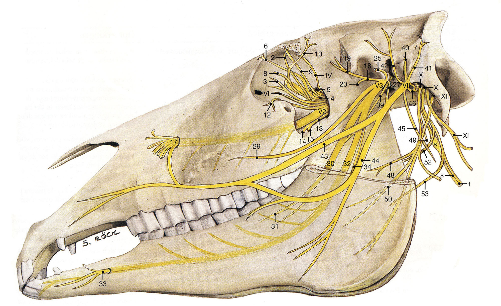 Нервы лицевого черепа. Тройничный нерв у собак анатомия. Черепные нервы лошади. Тройничный нерв у животных. Тройничный нерв лошади.