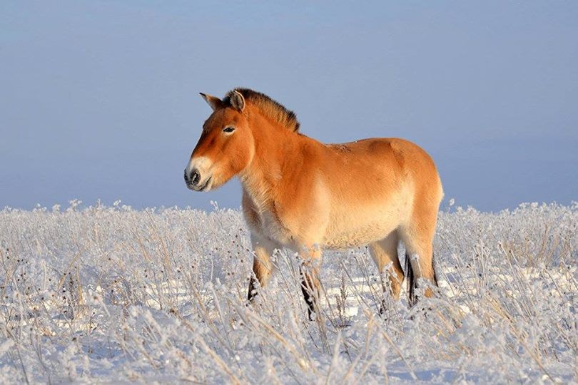 Памятник лошади пржевальского в санкт петербурге