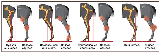 Что такое перестроенная лошадь. Смотреть фото Что такое перестроенная лошадь. Смотреть картинку Что такое перестроенная лошадь. Картинка про Что такое перестроенная лошадь. Фото Что такое перестроенная лошадь