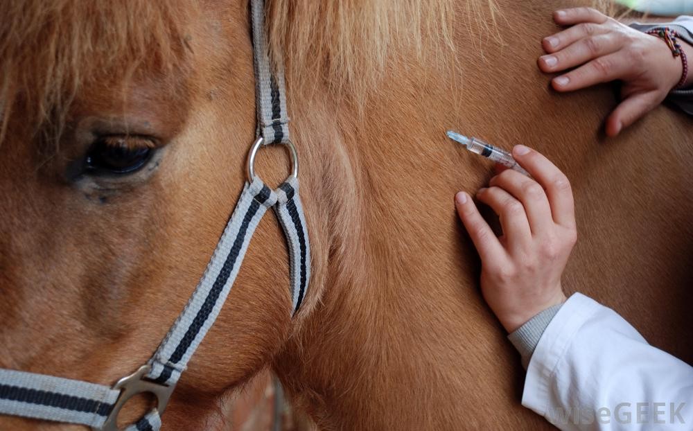 horse-with-person-applying-needle-to-its-neck_jpg.jpg
