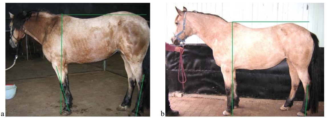 Навикулярный синдром у лошади лечение
