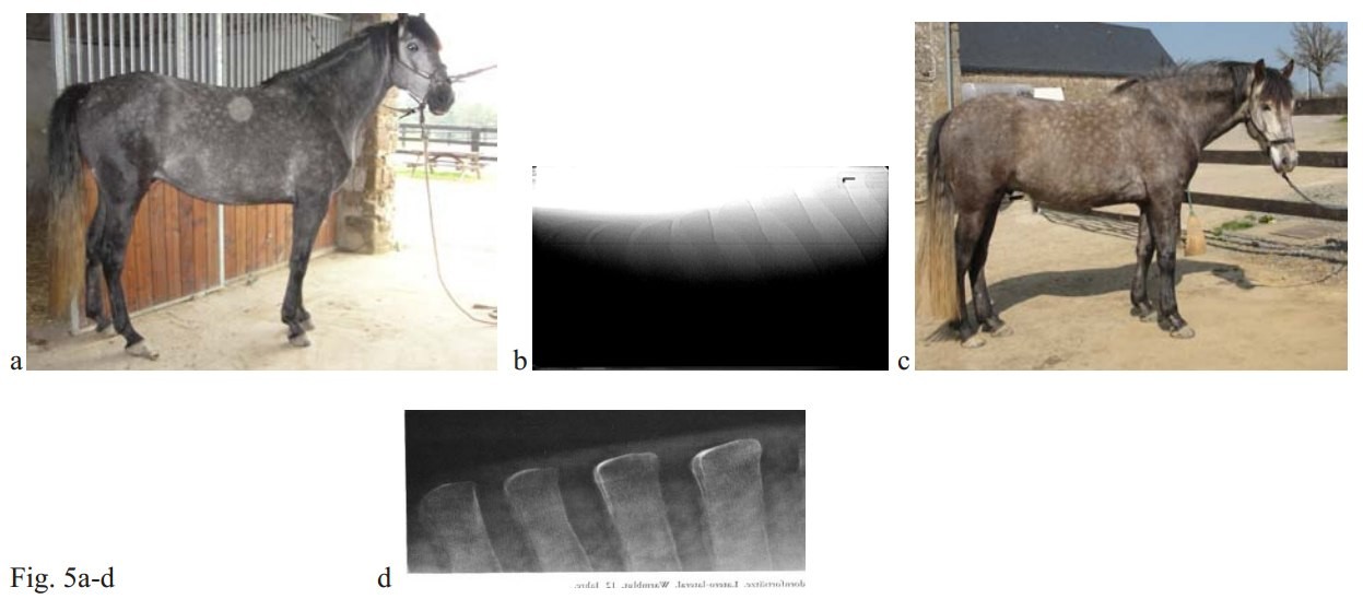 Навикулярный синдром у лошадей снимки