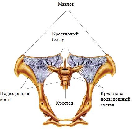 Крестцово Подвздошное Сочленение Где Находится Фото
