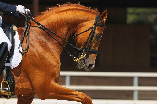 ÐÐ°ÑÑÐ¸Ð½ÐºÐ¸ Ð¿Ð¾ Ð·Ð°Ð¿ÑÐ¾ÑÑ dressage details